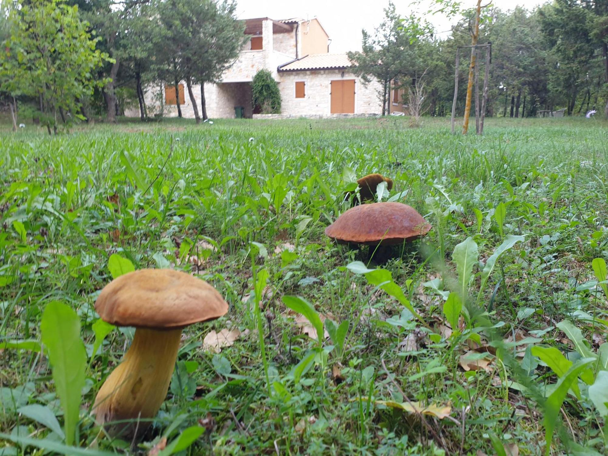 Villa Valeria Divšići Buitenkant foto